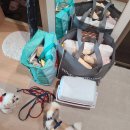 양평펜션베네 | 양평 독채 애견펜션 밸런스독, 개별 수영장과 운동장 즐기다 왔어요