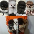 메르시몽프레 포메분양&애견카페 네이버블로그