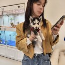 알프펫 | 해운대 우동 애견샵 알프펫에서 만난 건강하고 사랑스러운 강아지들