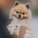 엠아이호텔 | [여행기] "나타 먹으러 유럽 다녀왔개!" 🐶 포메라니안 마하의 리스본·포르투 탐방기