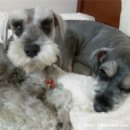 내사랑땡구 이미지