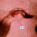 오리사냥 이미지