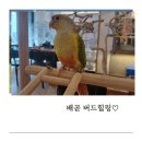 버드힐링앵무새카페 네이버블로그