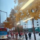 남대천 | 테마캠프 버스투어 설악산 단풍 보러 단풍트레킹, 남대천, 하조대 내돈내산 다녀온 후기