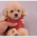 애니멀즈동물병원 이미지