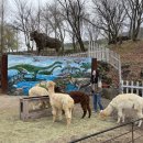 모그린 | 대구 근교 벚꽃 아직 늦지 않았어요, 칠곡 가산수피아 모하 더그린하우스 힐링 카페 후기