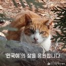 길봄 | [#고보협지원길냥이] '민국이'의 삶을 응원합니다.