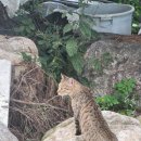 GS25 가평파란채점 | 자만추 고양이