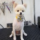 바비 펫 이미지