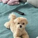 꽃스럽개 이미지