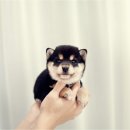 루이몽 - 8515 | 루이몽