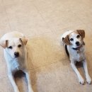 펫도그 애견스쿨 이미지