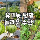 30평 주말농장에서 50가지 이상 작물 키우면 벌어지는 일 이미지