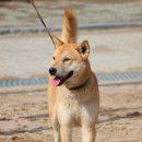 진도개사랑 이미지