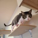 호텔고로롱 이미지