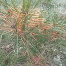 황금농장2 이미지