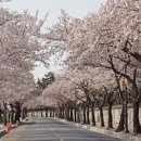 경주 벚꽃축제개화시기 보고 가세요 이미지