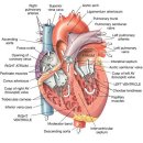 심장 이미지