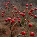 일기일회 이미지