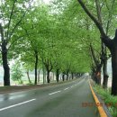 청주가로수길 이미지