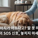 우리 강아지가 말을 해요 네이버블로그