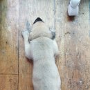 와일드캉갈 이미지