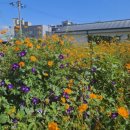 남매공원(들머리공원) 이미지