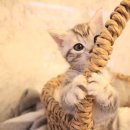 도그마루 강아지 고양이 분양 여주·원주점 이미지