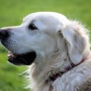 율동물의료센터 이미지