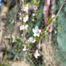 배양1리 이미지