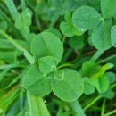 네잎클로버 이미지