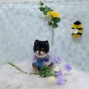 개이쁘개 이미지