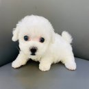 야옹아 멍멍해봐(조례호수점) 이미지