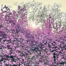 경주숲 3,4 | 2026 경주 겹벚꽃 명소 3곳 + 개화시기 완벽 정리(불국사 · 숲머리길 · 보문수상공연장)