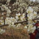 남쪽마을 이미지