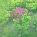 꽃길 걷는 고양이 이미지