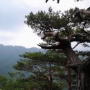 소나무