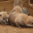 똥강아지 이미지