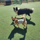 옥스포독 이미지