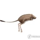 진주 호탄동 익룡ㆍ새ㆍ공룡발자국 화석산지 이미지