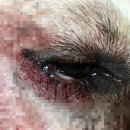 분당 아마존 동물병원 이미지