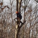 아보리스트 arborist (수목관리사) 이미지