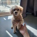 연희동물의료원 | 시흥 장곡동 연희 동물 의료원 / 동물병원