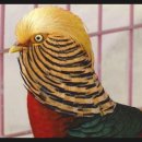 황금빛PC 이미지