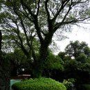 카멜리아힐 이미지