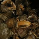 테라스펜션 이미지