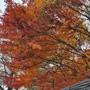 한글교실 야간중급반 | 고궁 늦가을 산책과 세계 단풍 명소, 붉은 단풍의 비밀