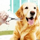 눈이튼튼 동물병원 이미지