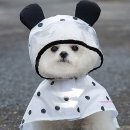 미미애견 이미지