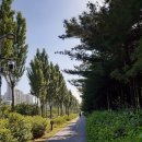 경춘선솔밭길 이미지